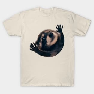 Raccoon Pedro Pedro funny viral meme T-Shirt